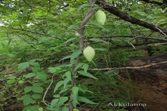 Tylophora fasciculata